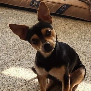 Meet your Posher, Chris